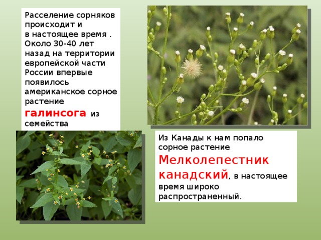 Расселение сорняков происходит и в настоящее время . Около 30-40 лет назад на территории европейской части России впервые появилось американское сорное растение галинсога из семейства сложноцветных. Сейчас это повсеместный сорняк огородов и садов. Из Канады к нам попало сорное растение Мелколепестник канадский , в настоящее время широко распространенный. 