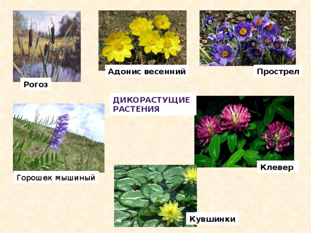 Адонис весенний Прострел Рогоз Дикорастущие растения Клевер Горошек мышиный Кувшинки 