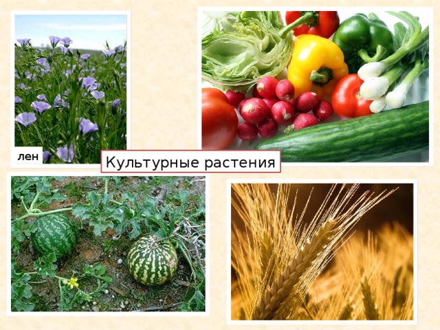 лен Культурные растения 