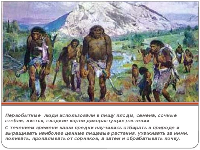 Первобытные люди использовали в пищу плоды, семена, сочные стебли, листья, сладкие корни дикорастущих растений. С течением времени наши предки научились отбирать в природе и выращивать наиболее ценные пищевые растения, ухаживать за ними, поливать, пропалывать от сорняков, а затем и обрабатывать почву. 
