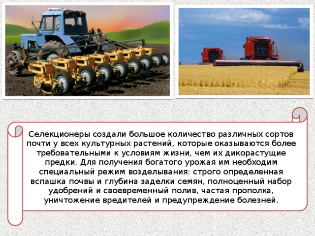 Селекционеры создали большое количество различных сортов почти у всех культурных растений, которые оказываются более требовательными к условиям жизни, чем их дикорастущие предки. Для получения богатого урожая им необходим специальный режим возделывания: строго определенная вспашка почвы и глубина заделки семян, полноценный набор удобрений и своевременный полив, частая прополка, уничтожение вредителей и предупреждение болезней. 