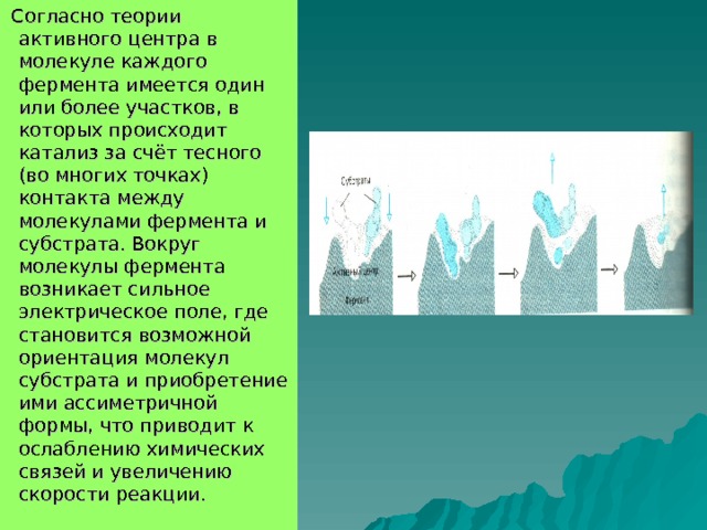  Согласно теории активного центра в молекуле каждого фермента имеется один или более участков, в которых происходит катализ за счёт тесного (во многих точках) контакта между молекулами фермента и субстрата. Вокруг молекулы фермента возникает сильное электрическое поле, где становится возможной ориентация молекул субстрата и приобретение ими ассиметричной формы, что приводит к ослаблению химических связей и увеличению скорости реакции. 