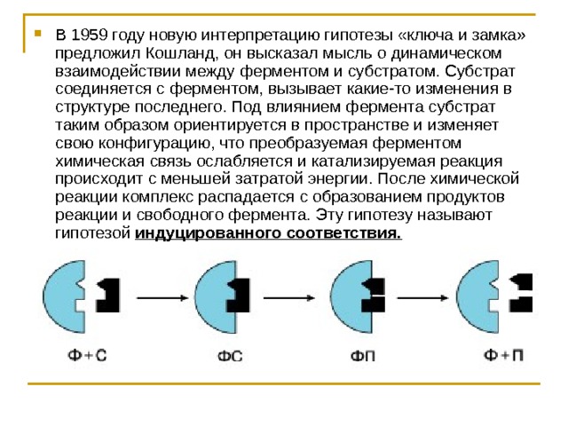 В 1959 году новую интерпретацию гипотезы «ключа и замка» предложил Кошланд, он высказал мысль о динамическом взаимодействии между ферментом и субстратом. Субстрат соединяется с ферментом, вызывает какие-то изменения в структуре последнего. Под влиянием фермента субстрат таким образом ориентируется в пространстве и изменяет свою конфигурацию, что преобразуемая ферментом химическая связь ослабляется и катализируемая реакция происходит с меньшей затратой энергии. После химической реакции комплекс распадается с образованием продуктов реакции и свободного фермента. Эту гипотезу называют гипотезой индуцированного соответствия. 