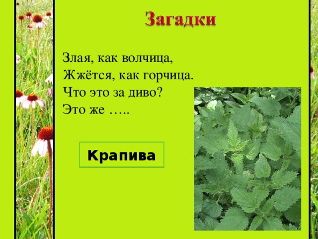 Загадки про поле