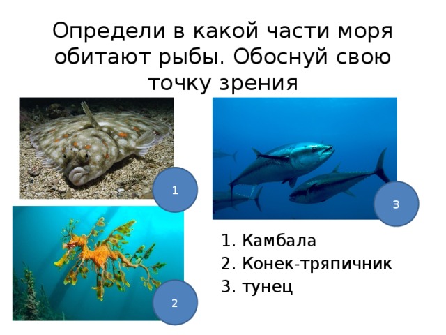 Рассмотрите рисунок сравните строение показанных рыб и определите в какой части водной толщи моря