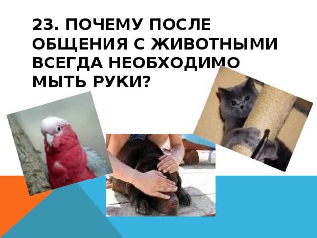 23. ПОЧЕМУ ПОСЛЕ ОБЩЕНИЯ С ЖИВОТНЫМИ ВСЕГДА НЕОБХОДИМО МЫТЬ РУКИ? 