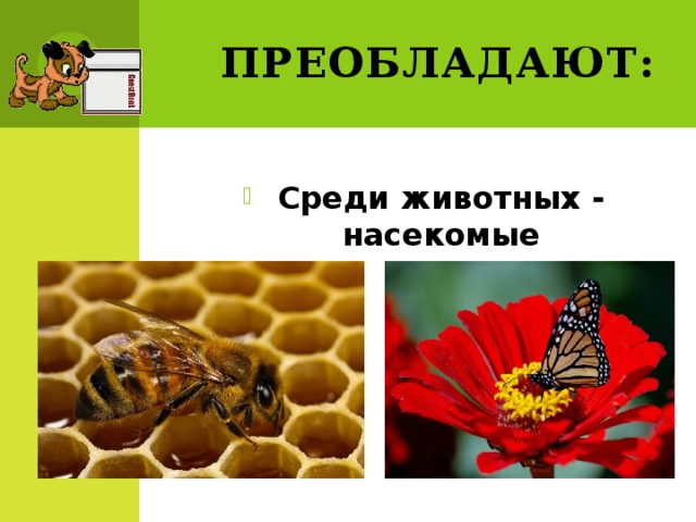 Преобладают: Среди животных - насекомые 