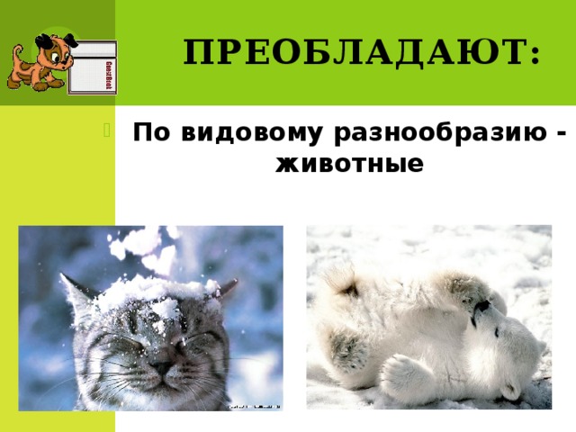 Преобладают: По видовому разнообразию - животные 