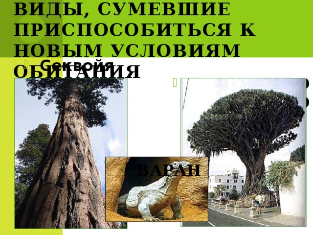Реликты - древние виды, сумевшие приспособиться к новым условиям обитания Секвойя Драконово дерево Варан 