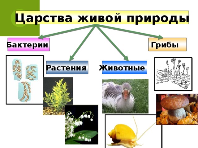 Царства живой природы Бактерии Грибы Растения Животные 