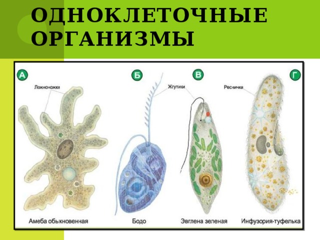 Одноклеточные организмы 