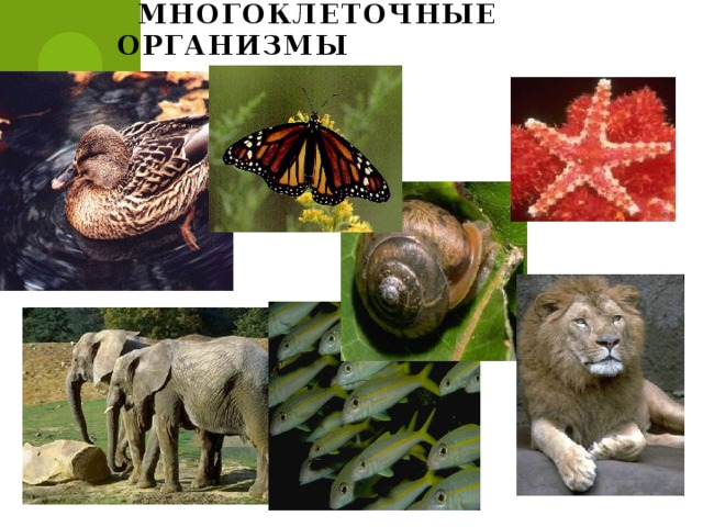  Многоклеточные организмы 