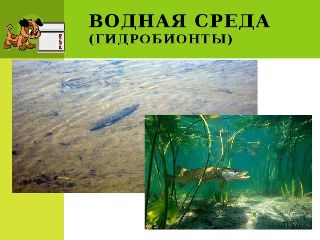 Водная среда  (гидробионты)  
