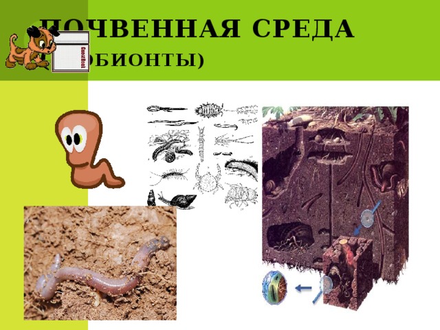 Почвенная среда  ( геобионты) 