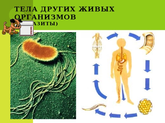 Тела других живых организмов  ( паразиты) 