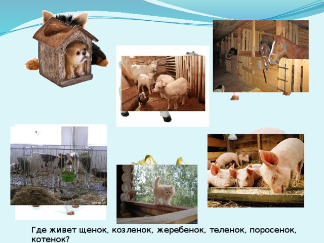 Где живет щенок, козленок, жеребенок, теленок, поросенок, котенок?