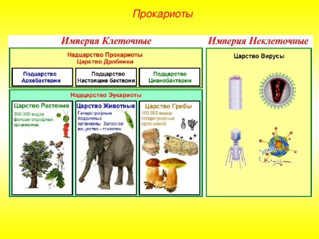 Доклад по теме Мир прокариот: архебактерии