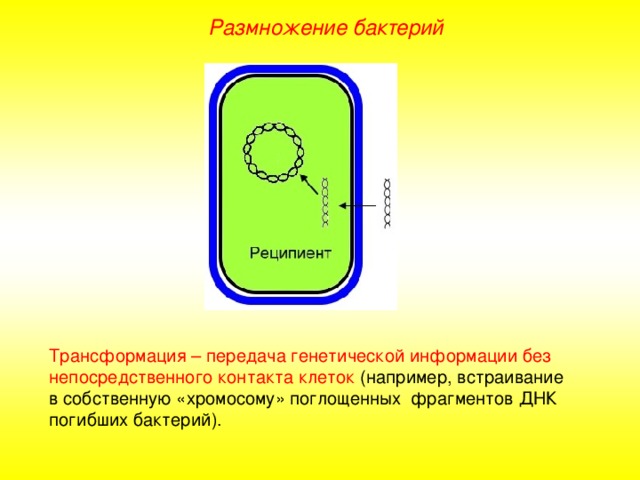 Размножение бактерий фото