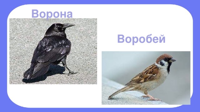 Ворона и воробей картинка