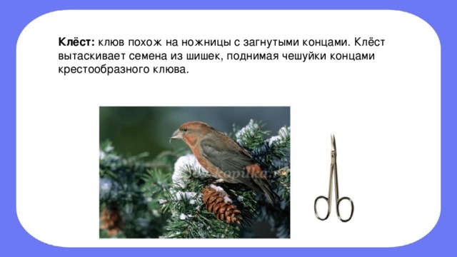 Целый день клест расшатывал клювом железные прутья или выламывал дверцу схема предложения
