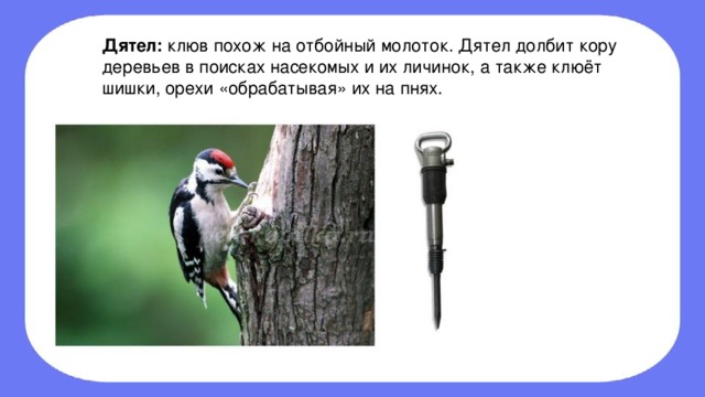 Раздается стук дятла и лес наполняется птичьим пением схема предложения