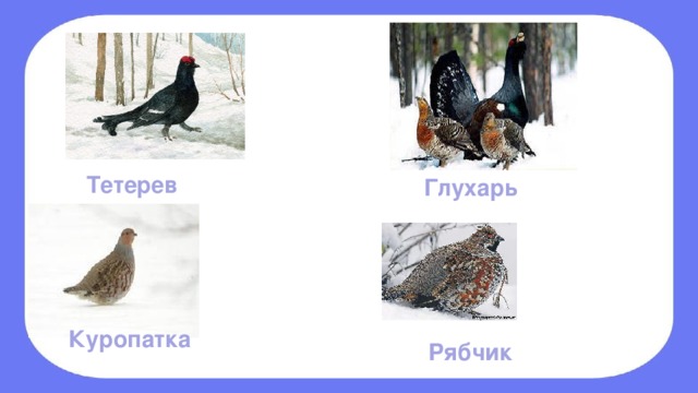 На рисунке изображена самка белой куропатки в разные сезоны года какое общее свойство