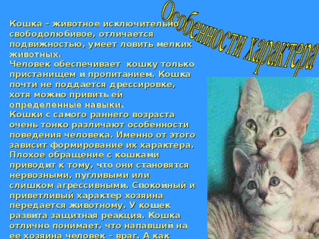 Сообщение о кошке