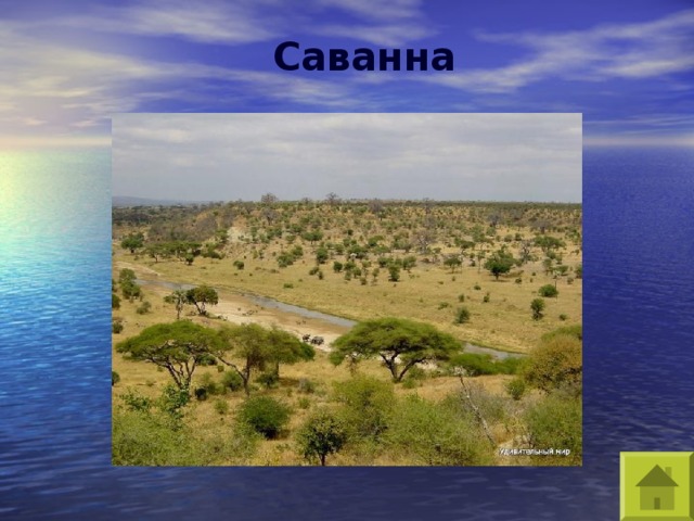 Саванна