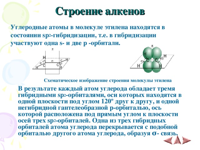 Строение алкенов   Углеродные атомы в молекуле этилена находятся в состоянии sp 2 -гибридизации, т.е. в гибридизации участвуют одна s - и две p -орбитали.                            Схематическое изображение строения молекулы этилена   В результате каждый атом углерода обладает тремя гибридными sp 2 -орбиталями, оси которых находятся в одной плоскости под углом 120º друг к другу, и одной негибридной гантелеобразной p -орбиталью, ось которой расположена под прямым углом к плоскости осей трех sp 2 -орбиталей. Одна из трех гибридных орбиталей атома углерода перекрывается с подобной орбиталью другого атома углерода, образуя σ - связь. 