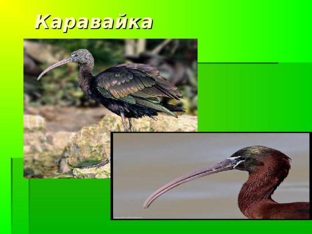 Лошадь Пржевальского 