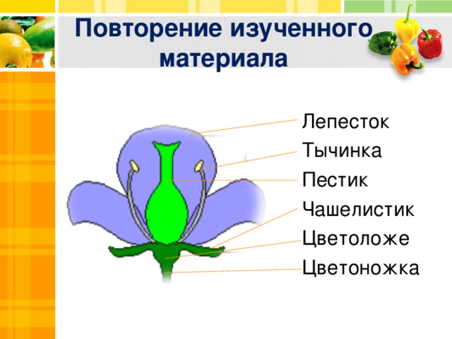 Повторение изученного материала Лепесток Тычинка Пестик Чашелистик Цветоложе Цветоножка  