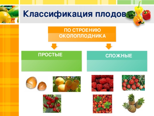 Классификация плодов ПО СТРОЕНИЮ ОКОЛОПЛОДНИКА ПРОСТЫЕ СЛОЖНЫЕ ПРОСТОЙ ПЛОД, ОБРАЗУЮЩИЙСЯ ИЗ ЦВЕТКА С ОДНИМ ПЕСТИКОМ  