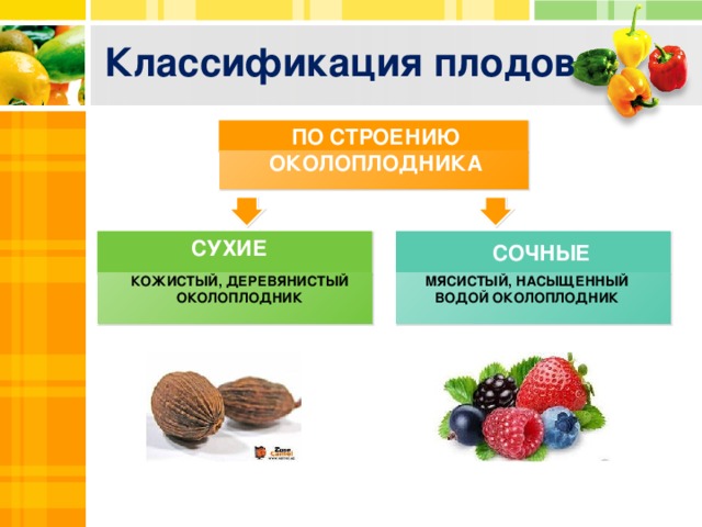 Классификация плодов ПО СТРОЕНИЮ ОКОЛОПЛОДНИКА СУХИЕ СОЧНЫЕ КОЖИСТЫЙ, ДЕРЕВЯНИСТЫЙ ОКОЛОПЛОДНИК МЯСИСТЫЙ, НАСЫЩЕННЫЙ ВОДОЙ ОКОЛОПЛОДНИК ПРОСТОЙ ПЛОД, ОБРАЗУЮЩИЙСЯ ИЗ ЦВЕТКА С ОДНИМ ПЕСТИКОМ  