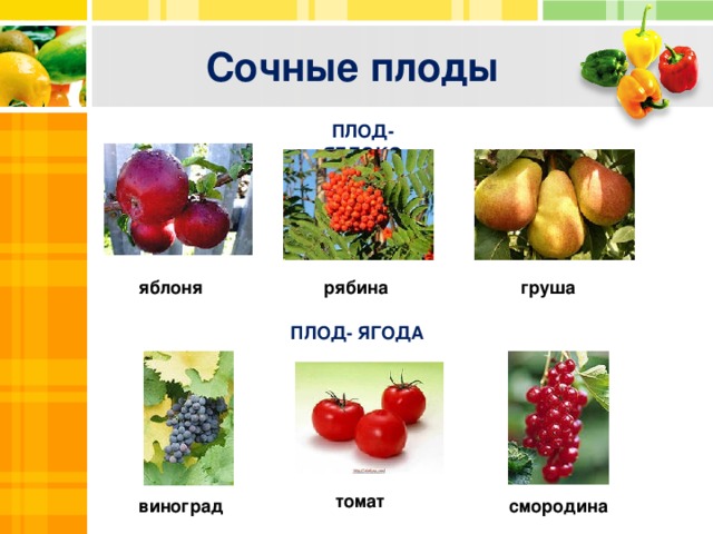 Сочные плоды ПЛОД- ЯБЛОКО Text груша рябина яблоня ПЛОД- ЯГОДА Txt Text томат смородина виноград  