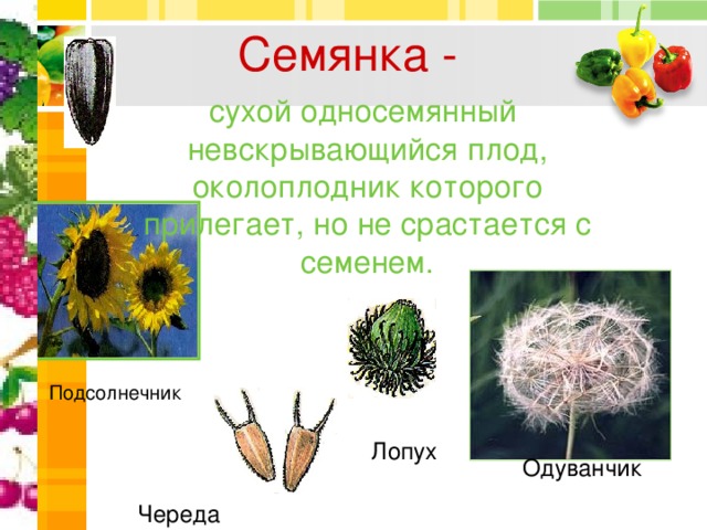 Семянка - сухой односемянный невскрывающийся плод, околоплодник которого прилегает, но не срастается с семенем. Подсолнечник Лопух Одуванчик Череда 