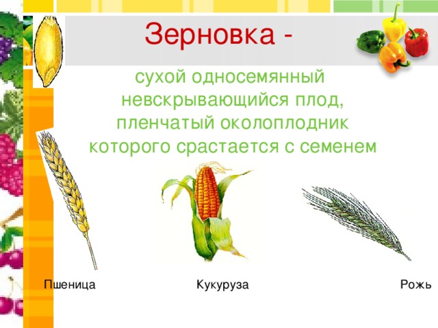 Зерновка - сухой односемянный невскрывающийся плод, пленчатый околоплодник которого срастается с семенем Пшеница Кукуруза Рожь 