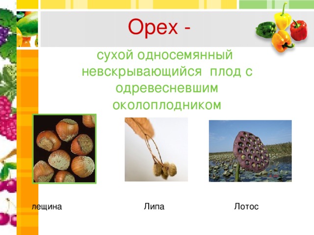 Орех - сухой односемянный  невскрывающийся плод с одревесневшим околоплодником лещина  Липа Лотос  