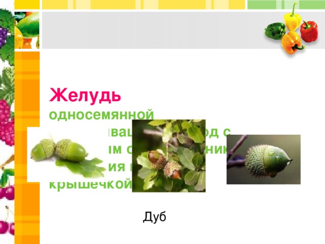    Желудь   односемянной невскрыващийся плод с кожистым околоплодником, у основания покрыт крышечкой-плюской Дуб 