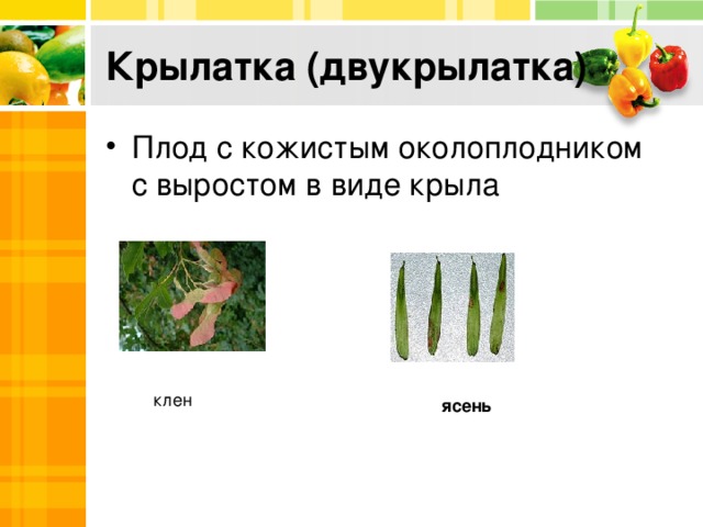 Крылатка (двукрылатка) Плод с кожистым околоплодником с выростом в виде крыла клен ясень 