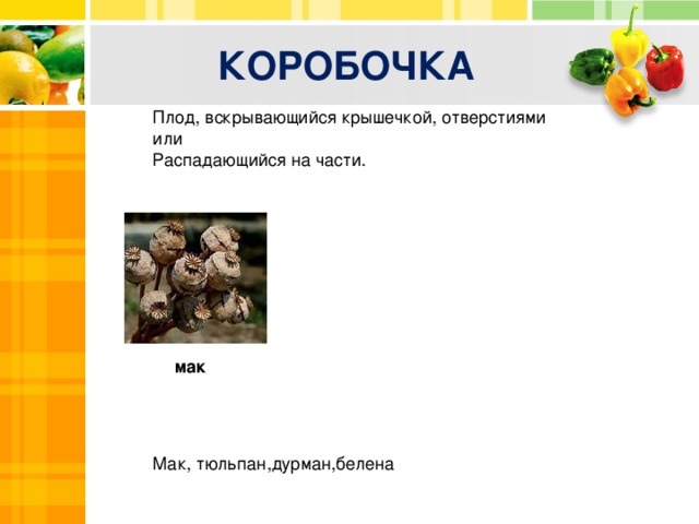 КОРОБОЧКА Плод, вскрывающийся крышечкой, отверстиями или Распадающийся на части. Text Txt мак Text Мак, тюльпан,дурман,белена  