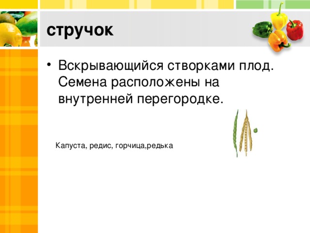 стручок Вскрывающийся створками плод. Семена расположены на внутренней перегородке. Капуста, редис, горчица,редька 