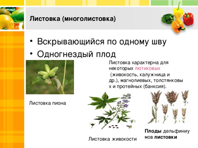 Листовка (многолистовка) Вскрывающийся по одному шву Одногнездый плод Листовка характерна для некоторых  лютиковых  (живокость, калужница и др.), магнолиевых, толстянковых и протейных (банксия). Листовка пиона Плоды  дельфиниумов  листовки Листовка живокости 