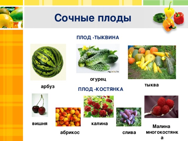 Сочные плоды ПЛОД -ТЫКВИНА Text огурец тыква арбуз ПЛОД -КОСТЯНКА Txt Text калина вишня Малина многокостянка слива абрикос  