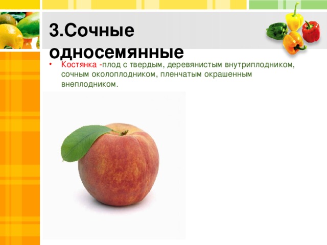 3.Сочные односемянные Костянка - плод с твердым, деревянистым внутриплодником, сочным околоплодником, пленчатым окрашенным внеплодником. 