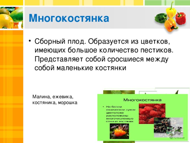 Многокостянка Сборный плод. Образуется из цветков, имеющих большое количество пестиков. Представляет собой сросшиеся между собой маленькие костянки Малина, ежевика, костяника, морошка 