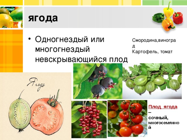 ягода Одногнездый или многогнездый невскрывающийся плод Смородина,виноград Картофель, томат 