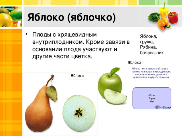 Яблоко (яблочко) Плоды с хрящевидным внутриплодником. Кроме завязи в основании плода участвуют и другие части цветка. Яблоня, груша, Рябина, боярышник 