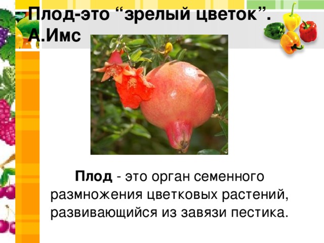 Плод-это “зрелый цветок”. А.Имс Плод  - это орган семенного размножения цветковых растений, развивающийся из завязи пестика. Плод  - это орган семенного размножения цветковых растений, развивающийся из завязи пестика. Плод  - это орган семенного размножения цветковых растений, развивающийся из завязи пестика. Плод  - это орган семенного размножения цветковых растений, развивающийся из завязи пестика. Плод  - это орган семенного размножения цветковых растений, развивающийся из завязи пестика. 