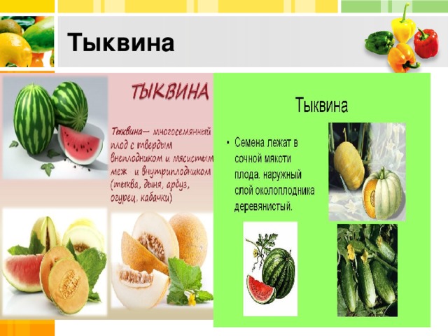 Тыквина 