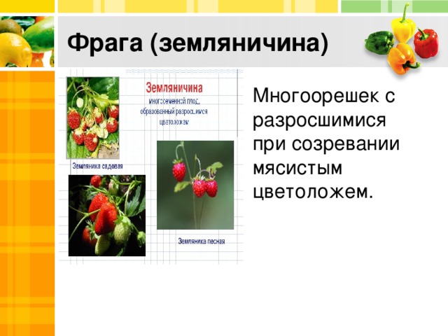 Фрага (земляничина) Многоорешек с разросшимися при созревании мясистым цветоложем. 
